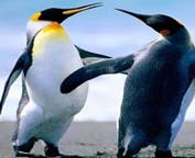 Ples pingvina